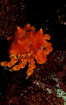 Juvenile Puget sound king crab {Lopholithodes mandtii} Canadian pacific coast