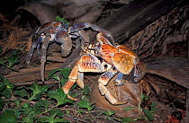 Coconut crab / Robber crab pair {Birgus latro} Christmas Is, Indian Ocean