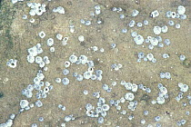 Common barnacles on rock {Balanus balanoides} Britain