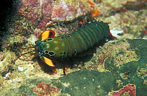 Mantis shrimp {Odontodactylus scyllarus} Andaman sea Thailand