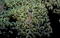 Cleaner shrimp on coral {Periclimenes sp} Philippines