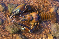 Signal crayfish male captive {Pacifastacus lenuisculus} from N America