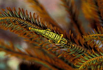 Crinoid shrimp {Periclimenes amboienensis} on featherstar. commensal. Sulawesi, Indonesia