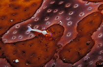 Emperor cleaner shrimp {Periclimenes imperator / Zenopontonia rex} on sea cucumber Sulawesi, Indonesia