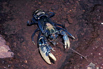 Blue lamington spiny crayfish {Euastacus sulcatus} Lamington NP, Australia