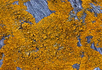Lichen on stone {Xanthoria parietina} Devon UK