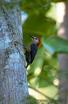 Jamaican woodpecker male {Melanerpes radiolatus} Jamaica (endemic)