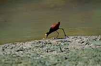 Northern jacana feeding on shore {Jacana spinosa} Black river morass Jamaica