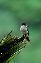 Loggerhead kingbird {Tyrannus caudifasciatus} Jamaica (Jamaican race)