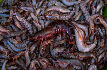 Fishermans catch of shrimps Donsol Philippines