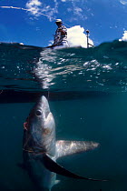 Fisherman bringing Thresher shark to surface {Alopias vulpinus} Philippines