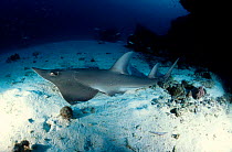 Shovelnose ray {Rhinobatos batillum} Great Barrier Reef Australia