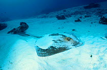 Feathertail stingray covered in sand {Pastinachus sephen} Great Barrier Reef Australia