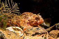 Scorpionfish {Scorpaena porcus} Spain