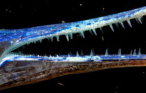 Close-up of jaw of Garfish {Belone belone} Indo-pacific