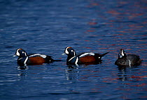 Harlequin ducks {Histrionicus histrionicus} Shiretoko peninsula Japan