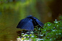 Black heron fishing {Hydranassa ardesiaca} Lake Manyara Tanzani