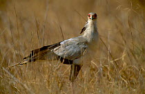 Secretary bird {Sagittarius serpentarius} Masai Mara Kenya