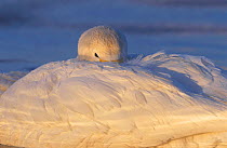 Whooper swan resting with head under wing {Cygnus cygnus} Kusshara ko Japan