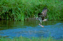 Osprey carrying fish {Pandion haliaetus} Kangasala Finland