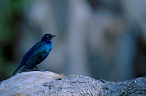 Blue eared glossy starling {Lamprotornis chalybaeus} Masai mara Kenya