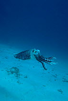 Broadclub cuttlefish male display {Sepia latimanus} Indonesia