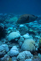 Humphead (Napoleon) wrasse {Cheilinus undulatus} swims over bleached coral. Maldives