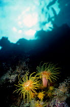 Hard coral with polyps open {Tubastrea sp} Red sea