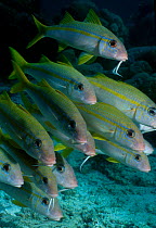 Yellowfin goatfish {Mulloidichthys vanicolensis} Sipadan Sabah Malaysia