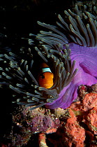 False clown anemonefish {Amphiprion ocellaris} in anemone. Andaman sea Thailand