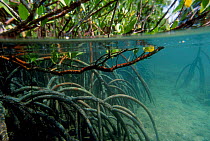 Mangrove roots underwater {Rhizophora sp} Borneo Indonesi