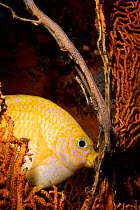 Golden damselfish ting eggs {Amblyglyphidodon aureus} Andaman sea Thailand