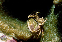 Porcelain crab catching plankton {Neopetrolisthes maculatus} Andaman sea Thailand