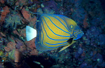 Blue ringed angelfish {Pomacanthus annularis} Andaman sea Thailand