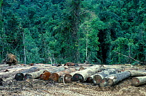 Logging in rainforest - numbered  cut logs ready for transport. Sabah, Borneo