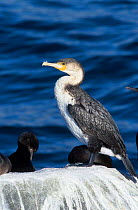 Common cormorant {Phalacrocorax carbo} Malgas Island South Africa