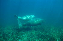 Dugong mother calf {Dugong dugong} seagrass meadow Shark Bay W Australia