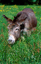 Donkey {Equus asinus} grazing in meadow with Buttercups and Sorrel. UK