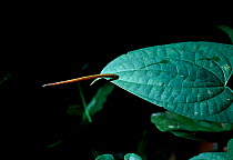 Leech on leaf stretching in response to body heat of prey {Hirudinea} Sabah Malaysia
