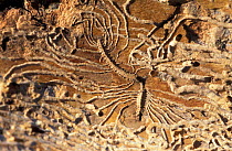 Elm bark beetle {Scolytus sp} galleries in Elm bark {Ulmus propinqua} UK galleries produced