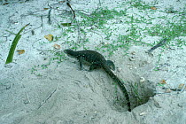 Monitor lizard {Varanus salvator} emerging from turtle nest after eating eggs. Sabah