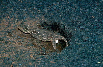Agama lizard {Agama agama} laying egg. Tsavo NP Kenya