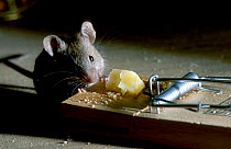 House mouse eating cheese from a mouse trap {Mus musculus} UK
