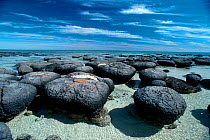 Stromatolites at Hamelin Pool, Shark Bay. Western Australia