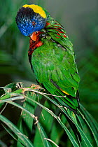 Rainbow lorikeet grooming {Trichoglossus h haematodus} captive from Indonesia