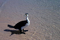 Pied cormorant {Phalacrocorax varius} Shark Bay Western Australia