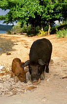 Pig piglet scavenging on beach {Sus scrofa domestica} Vavau Tonga