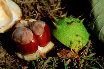 Horse chestnut fruit / conkers {Aesculus hippocastanum} UK