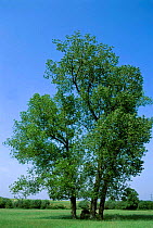 Aspen tree {Populus tremula} UK