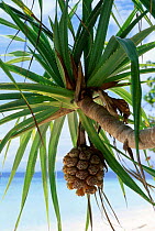 Palm fruit on tree {Pandanus sp} Sabah Malaysia Indonesia